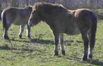 przewalski horse przewalski horse