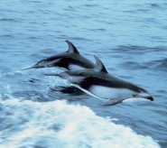 Pacific white-sided dolphin Pacific white-sided dolphin
