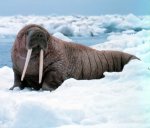 Pacific Walrus