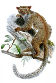 Pallid needle-clawed galago Pallid needle-clawed galago