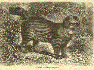 Pampas cat Pampas cat