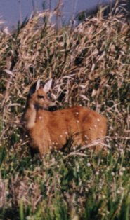 Pampas deer Pampas deer