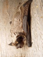 parti couloured bat parti couloured bat