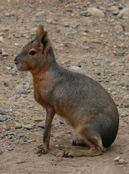 Patagonian mara Patagonian mara