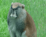 Patas monkey Patas monkey