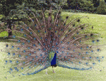 Peacock Peacock