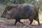 Peccary