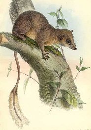 Pen-tailed treeshrew Pen-tailed treeshrew