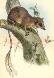 Pen-tailed treeshrew