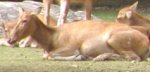 Pere Davids deer Pere Davids deer