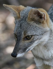 Peruvian desert fox Peruvian desert fox