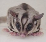 Sugar glider Sugar glider