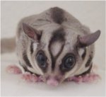 Sugar glider