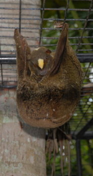 Philippine flying lemur Philippine flying lemur