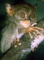 Philippine tarsier Philippine tarsier