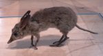 Pig footed bandicoot Pig footed bandicoot