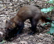 Pine marten Pine marten