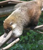 Pizote Pizote