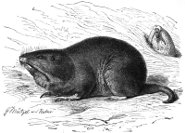 Plains pocket gopher Plains pocket gopher