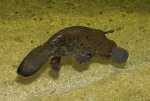 platypus