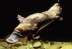 Platypus Platypus