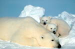 polar bears polar bears