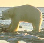 Polar bear Polar bear