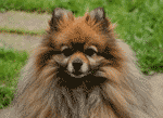 Pom Pom