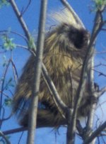 porcupine porcupine