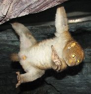 Potto Potto