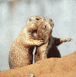 prairie dogs prairie dogs