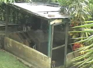 Prison break dog Prison break dog