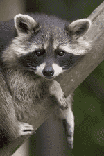 raccoon raccoon