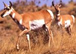 Pronghorn antelopes Pronghorn antelopes