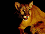 puma puma