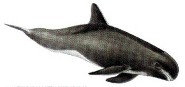 Pygmy killer whale Pygmy killer whale