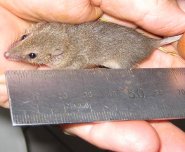 Pygmy planigale Pygmy planigale