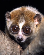 Pygmy slow loris Pygmy slow loris