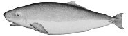 Pygmy sperm whale Pygmy sperm whale