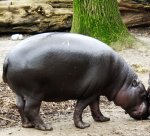 Pygmy hippopotamus Pygmy hippopotamus