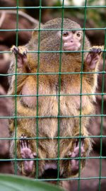 Pygmy marmoset Pygmy marmoset