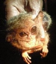 Pygmy tarsier Pygmy tarsier