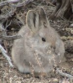 Pygmy rabbit Pygmy rabbit