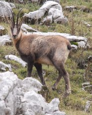 Pyrenean chamois Pyrenean chamois