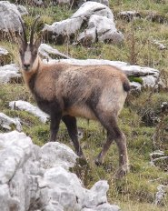 Pyrenean chamois