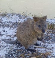 Quokka Quokka