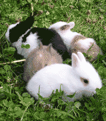 rabbits