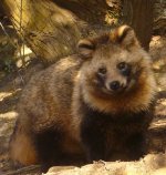 Raccoon dog Raccoon dog