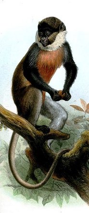 Red-bellied monkey Red-bellied monkey