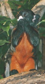 Red-chested mustached tamarin Red-chested mustached tamarin
